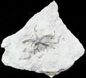 Wide Crinoid (Eucalyptocrinus) Holdfast #47104-1